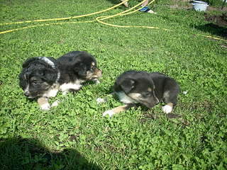 1920 X 1440 565.9 Kb 1920 X 1440 504.6 Kb        