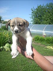 1920 X 2560 419.3 Kb        