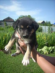 1920 X 2560 386.2 Kb        