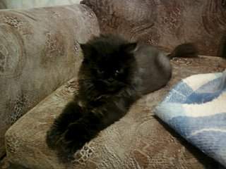 1600 X 1200 202.9 Kb 1600 X 1200 231.9 Kb  -   . 