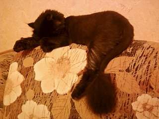 1600 X 1200 304.9 Kb 1600 X 1200 289.4 Kb 1600 X 1200 202.9 Kb 1600 X 1200 231.9 Kb  -   . 