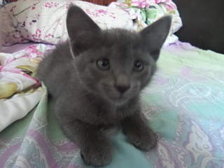 1984 X 1488 165.4 Kb 1411 X 889 344.8 Kb     