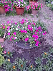 1536 X 2048 636.6 Kb 1536 X 2048 609.5 Kb 1536 X 2048 622.5 Kb 2048 X 1536 560.2 Kb ПЕТУНИИ
