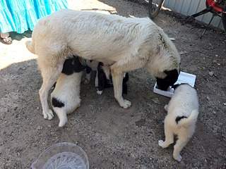 1920 X 1440 319.2 Kb 1440 X 1920 992.2 Kb 1920 X 1920 334.2 Kb     .