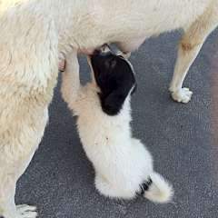 1920 X 1920 348.7 Kb 1920 X 1440 780.0 Kb 1440 X 1920 838.2 Kb     .