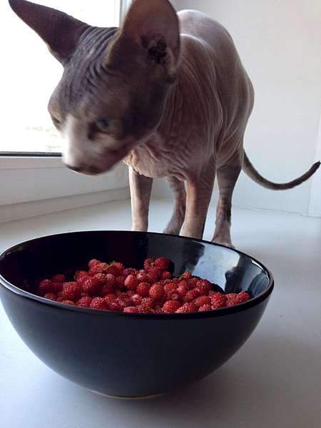 1080 X 1440  74.9 Kb Канады! Канады! Канады! - за 8 000руб!