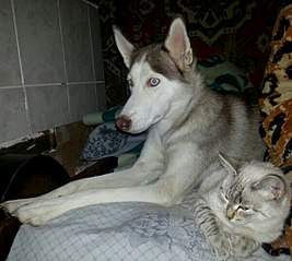 600 X 538  65.7 Kb 600 X 449  46.8 Kb   