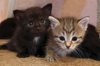 800 X 534 283.4 Kb    1 