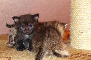 800 X 534 400.8 Kb 800 X 534 283.4 Kb    1 