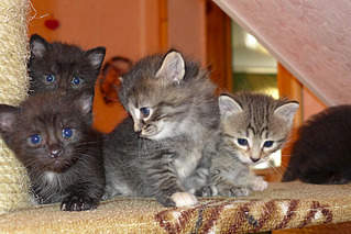 800 X 534 383.2 Kb 800 X 534 400.8 Kb 800 X 534 283.4 Kb    1 