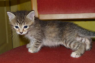 800 X 534 404.3 Kb 800 X 534 284.8 Kb 800 X 534 368.8 Kb    1 