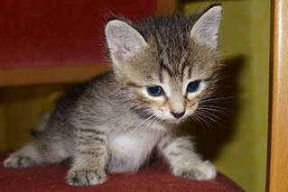 800 X 534 315.3 Kb 800 X 1199 768.9 Kb 800 X 534 404.3 Kb 800 X 534 284.8 Kb 800 X 534 368.8 Kb    1 