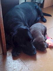 1536 X 2048 355.4 Kb   ( ()