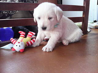 1600 X 1200 242.8 Kb 1536 X 2048 354.8 Kb 1536 X 2048 355.4 Kb   ( ()