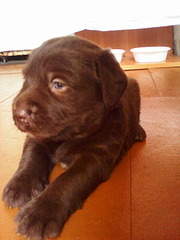 1200 X 1600 221.4 Kb 1600 X 1200 242.8 Kb 1536 X 2048 354.8 Kb 1536 X 2048 355.4 Kb   ( ()