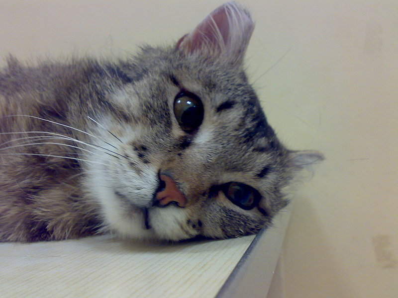 2048 X 1536 450.7 Kb 2048 X 1536 434.7 Kb Кот Мишенька. Оперировать нельзя ампутировать.