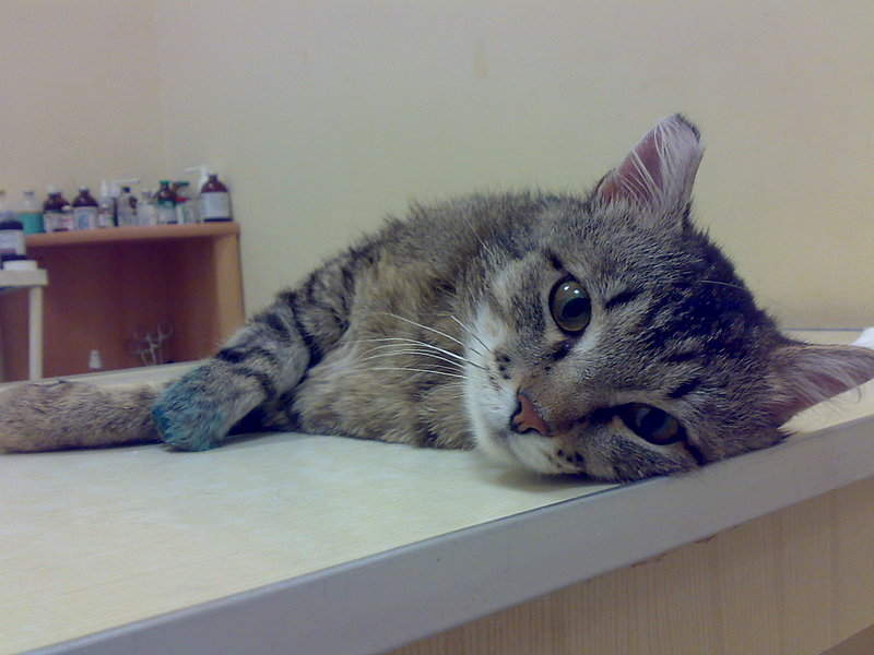 2048 X 1536 429.3 Kb 2048 X 1536 450.7 Kb 2048 X 1536 434.7 Kb Кот Мишенька. Оперировать нельзя ампутировать.