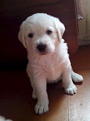 1536 X 2048 223.3 Kb   ( ()