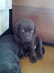 1536 X 2048 319.1 Kb 1536 X 2048 223.3 Kb   ( ()