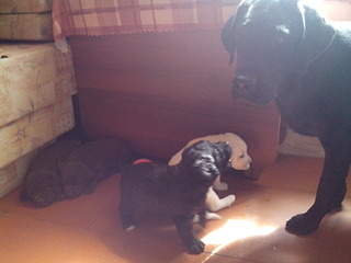 2048 X 1536 321.2 Kb 1536 X 2048 319.1 Kb 1536 X 2048 223.3 Kb   ( ()