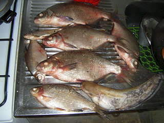 1920 X 1440 318.6 Kb Где посидеть на кольцо? Красный бор vs Чеганда?