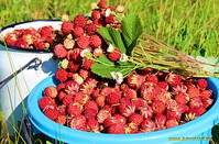 650 X 427 123.6 Kb   150.