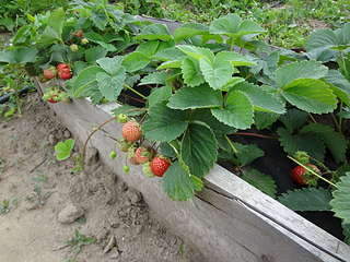 1920 X 1440 386.0 Kb ����������� ��� ��������� (��������) ����� ��� �������