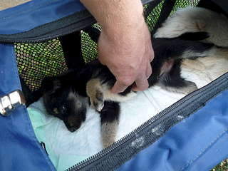 1920 X 1440 271.2 Kb       