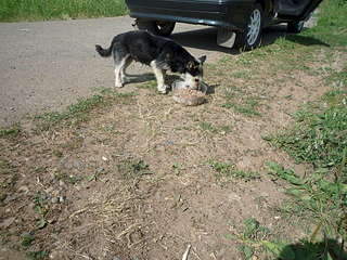 1920 X 1440 554.4 Kb       