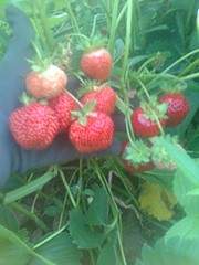 1944 X 2592 887.1 Kb    