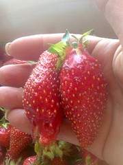 1944 X 2592 813.6 Kb 1944 X 2592 887.1 Kb    