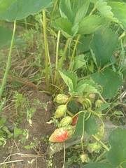 1944 X 2592 989.1 Kb    