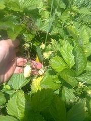 1944 X 2592 462.3 Kb 1944 X 2592 437.1 Kb 1944 X 2592 989.1 Kb    