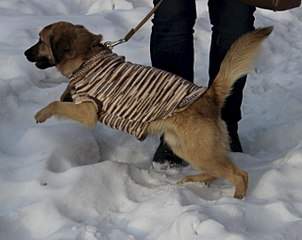 1280 X 1013 136.4 Kb 1239 X 1024 133.4 Kb   