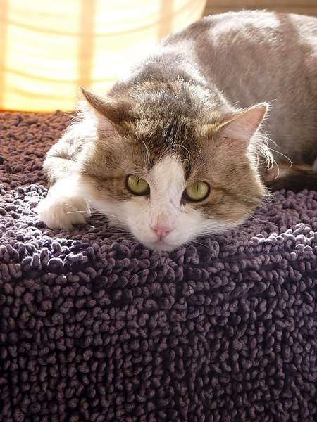 768 X 1024 182.4 Kb  -   ,   