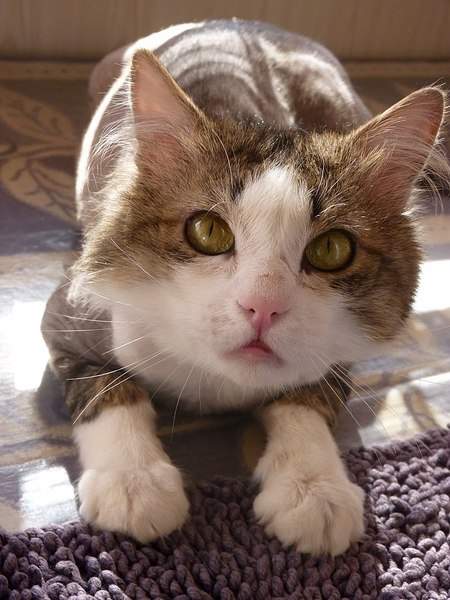 768 X 1024 151.2 Kb 768 X 1024 182.4 Kb  -   ,   