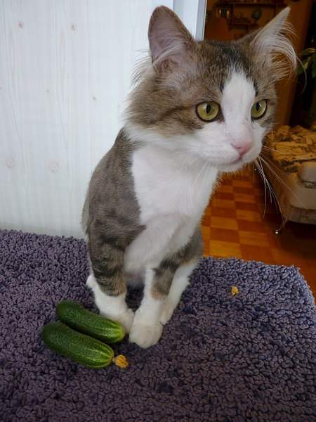 768 X 1024 142.5 Kb  -   ,   