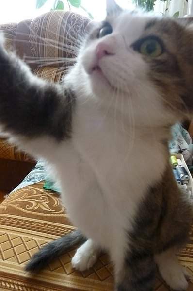 680 X 1024  98.2 Kb  -   ,   