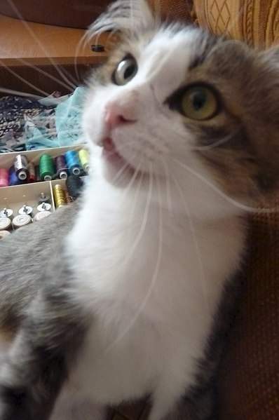 680 X 1024  86.2 Kb 680 X 1024  98.2 Kb  -   ,   