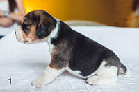 1199 X 800 160.3 Kb 1199 X 800 142.0 Kb  