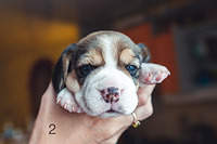 1199 X 800 140.5 Kb 1199 X 800 160.3 Kb 1199 X 800 142.0 Kb  