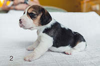 1199 X 800 147.6 Kb 1199 X 800 140.5 Kb 1199 X 800 160.3 Kb 1199 X 800 142.0 Kb  