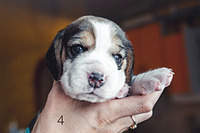 1199 X 800 161.6 Kb 1199 X 800 175.3 Kb  