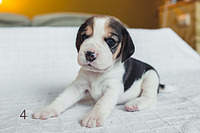 1199 X 800 132.4 Kb 1199 X 800 161.6 Kb 1199 X 800 175.3 Kb  