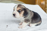 1199 X 800 138.8 Kb 1199 X 800 165.1 Kb 1199 X 800 151.4 Kb 1199 X 800 132.3 Kb  