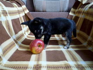 1920 X 1440 259.8 Kb      