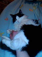 1944 X 2592 290.0 Kb 1920 X 1280 257.5 Kb   