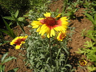 1280 X 960 567.8 Kb ������ ������� ����������� ������, ��������