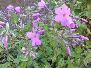 1280 X 960 579.9 Kb 1280 X 960 567.8 Kb ������ ������� ����������� ������, ��������