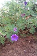 1728 X 2592 516.2 Kb 1280 X 960 579.9 Kb 1280 X 960 567.8 Kb ������ ������� ����������� ������, ��������